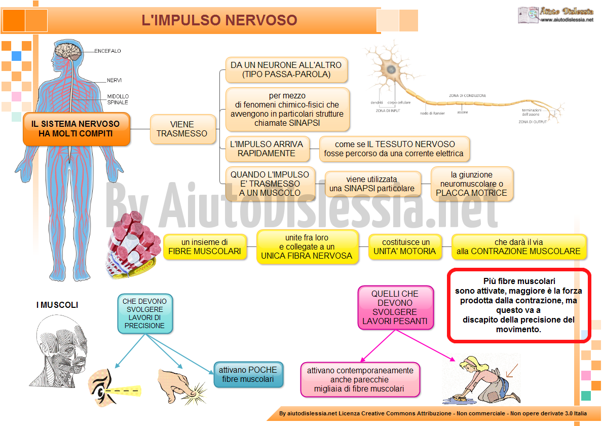 Ed Fisica Sc Media Aiutodislessia Net