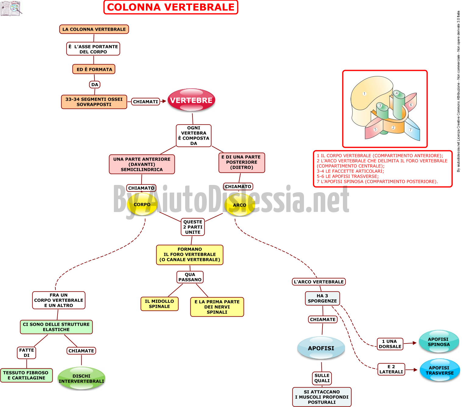 Le Ossa Scienze Motorie Ist Superiore Aiutodislessia Net