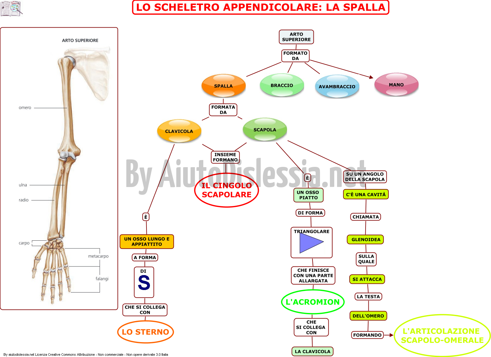 08-lo-scheletro-appendicolare-la-spalla