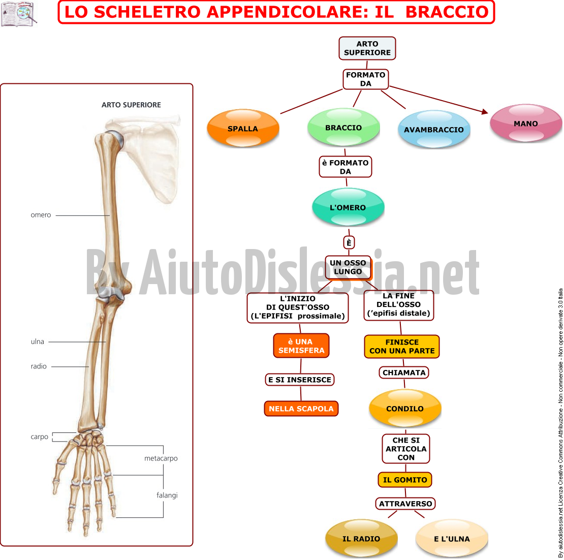 09-lo-scheletro-appendicolare-il-braccio
