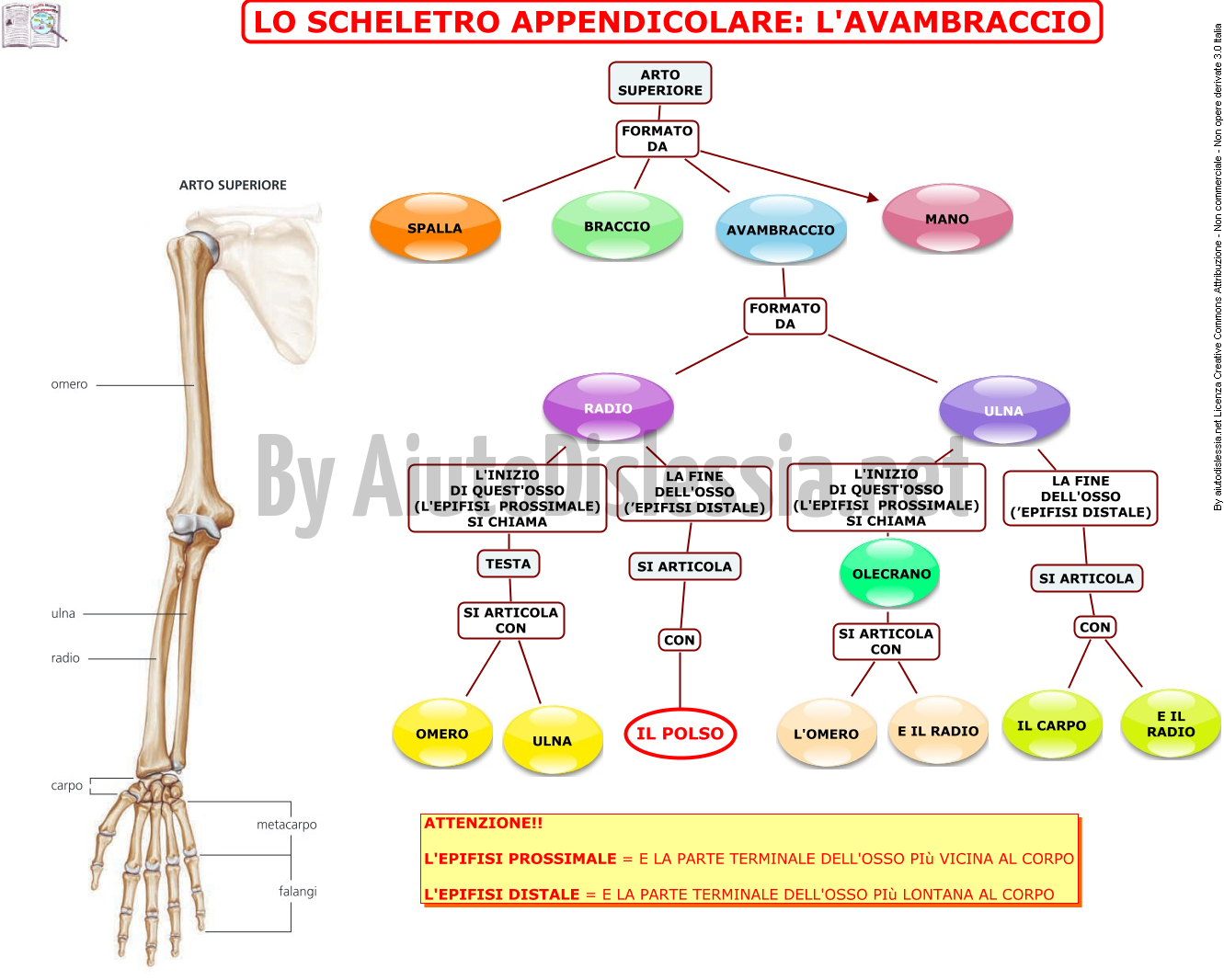 10-lo-scheletro-appendicolare-l-avambraccio