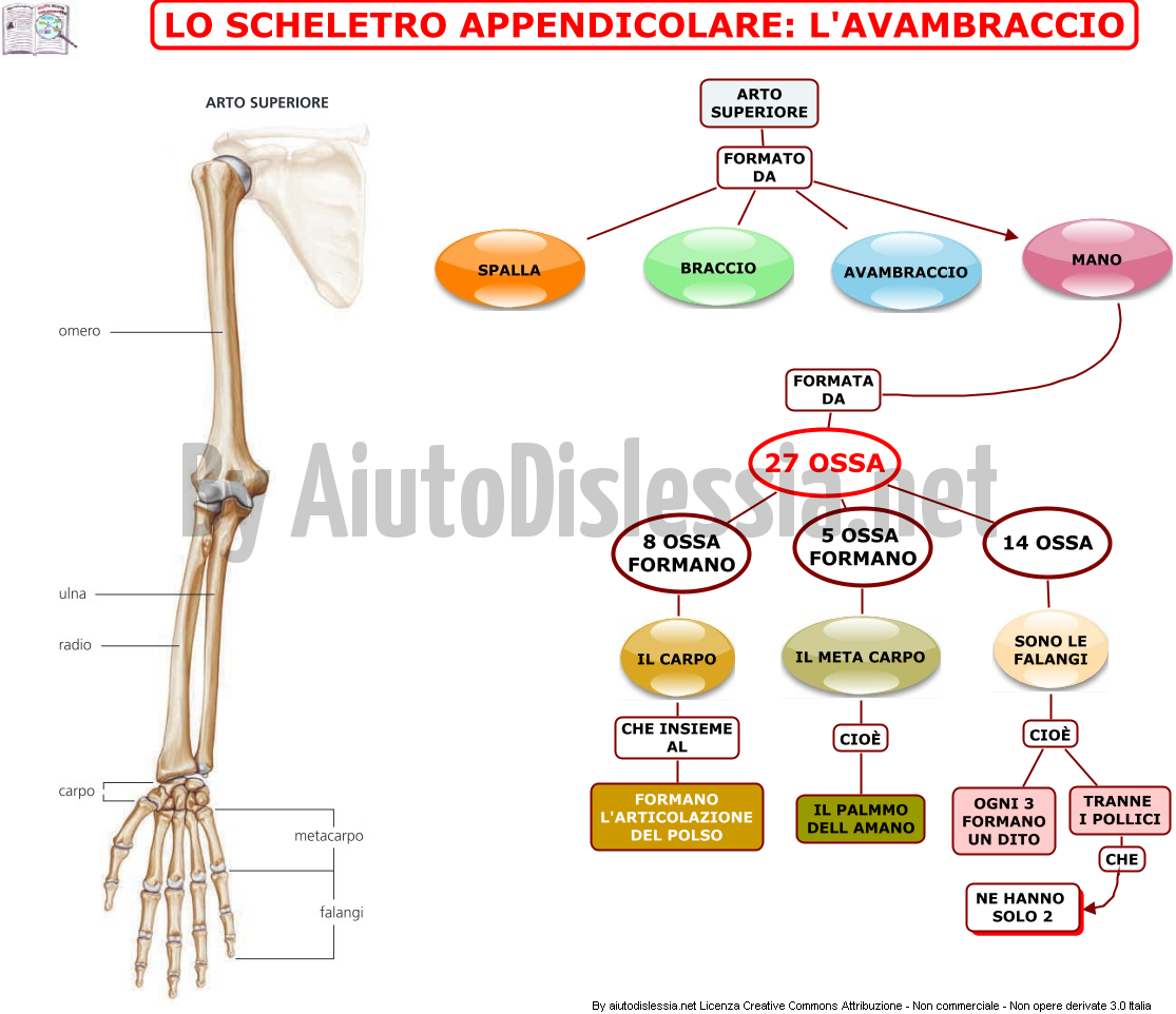11-lo-scheletro-appendicolare-la-mano