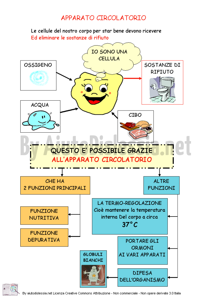 Apparato Circolatorio Sc Media Aiutodislessia Net