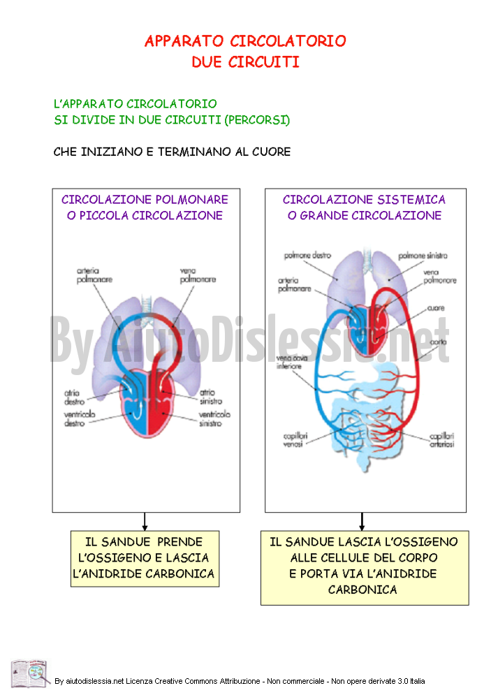 Apparato Circolatorio Sc Media Aiutodislessia Net