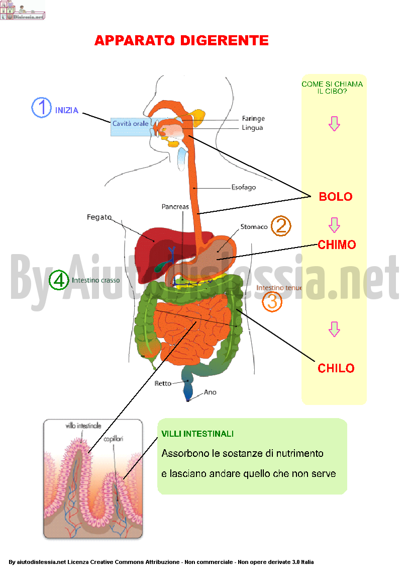 L Apparto Digerente Sc Elementare Aiutodislessia Net