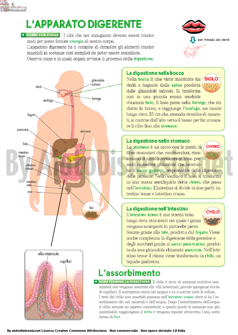 L Apparto Digerente Sc Elementare Aiutodislessia Net
