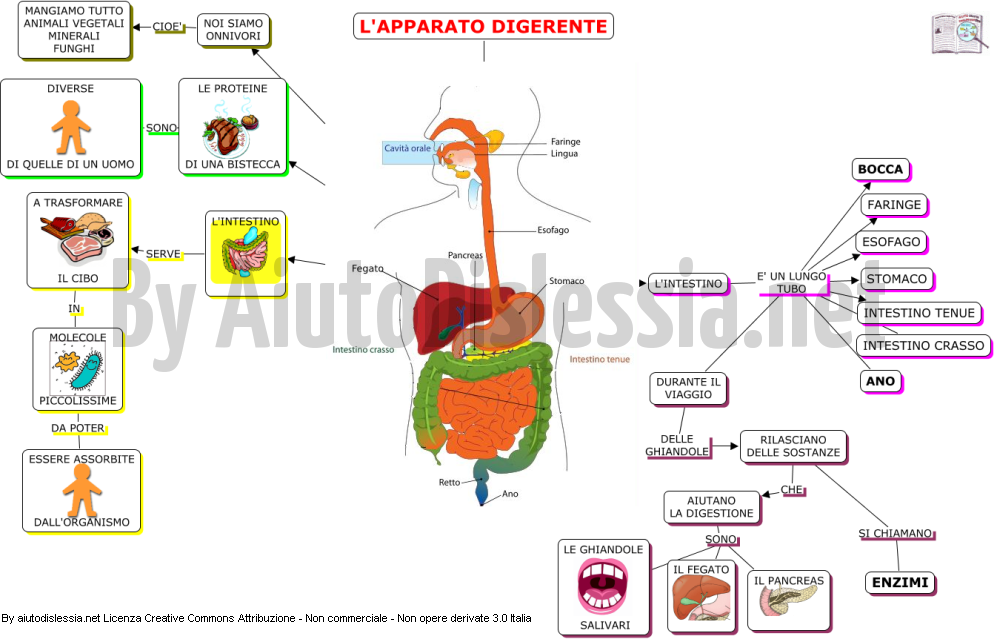 La Digestione L Apparato Digerente Imparo