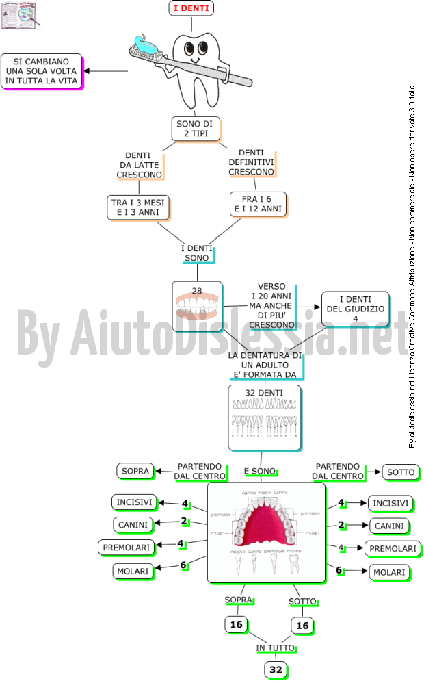 L Apparato Digerente Aiutodislessia Net