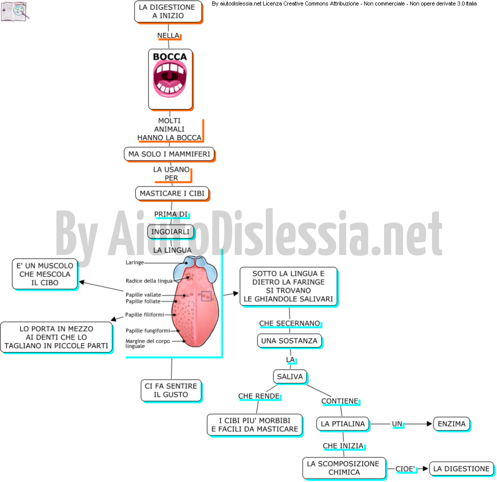 L Apparato Digerente Aiutodislessia Net