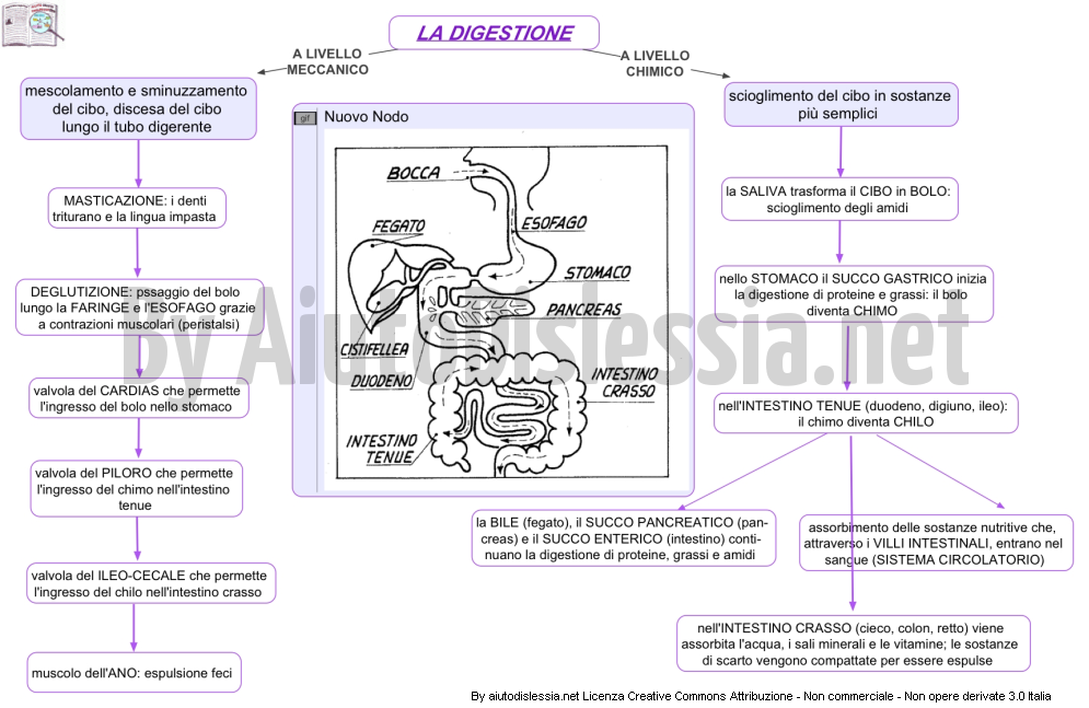 L Apparato Digerente Aiutodislessia Net