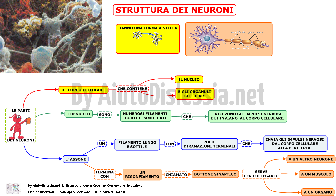03-struttura-dei-neuroni
