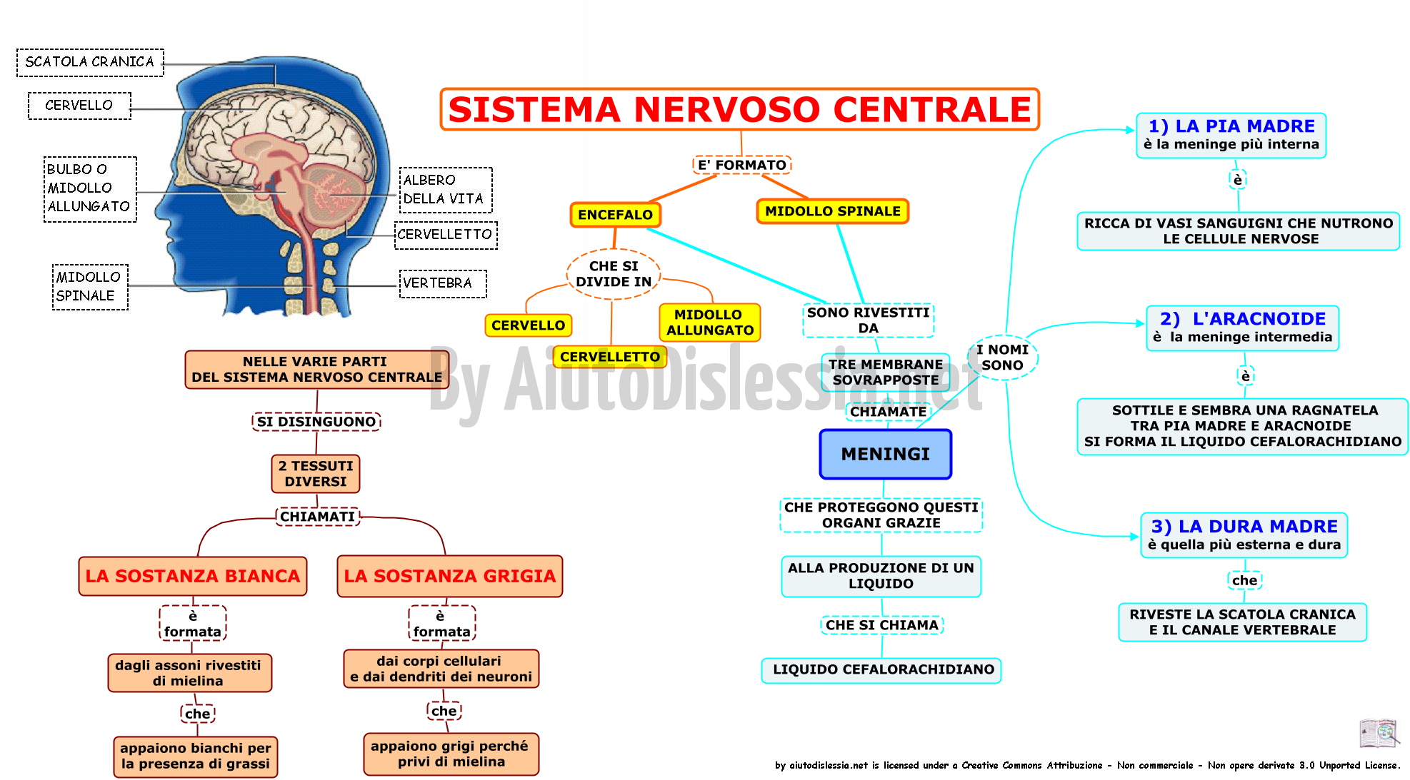 04-il-sistema-nervoso-centrale