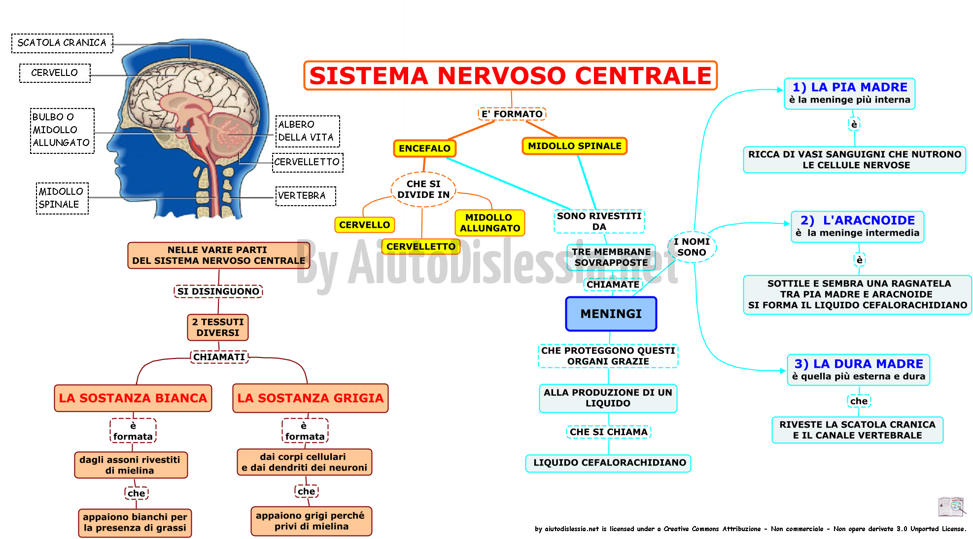 Rai Scuola Il Sistema Nervoso