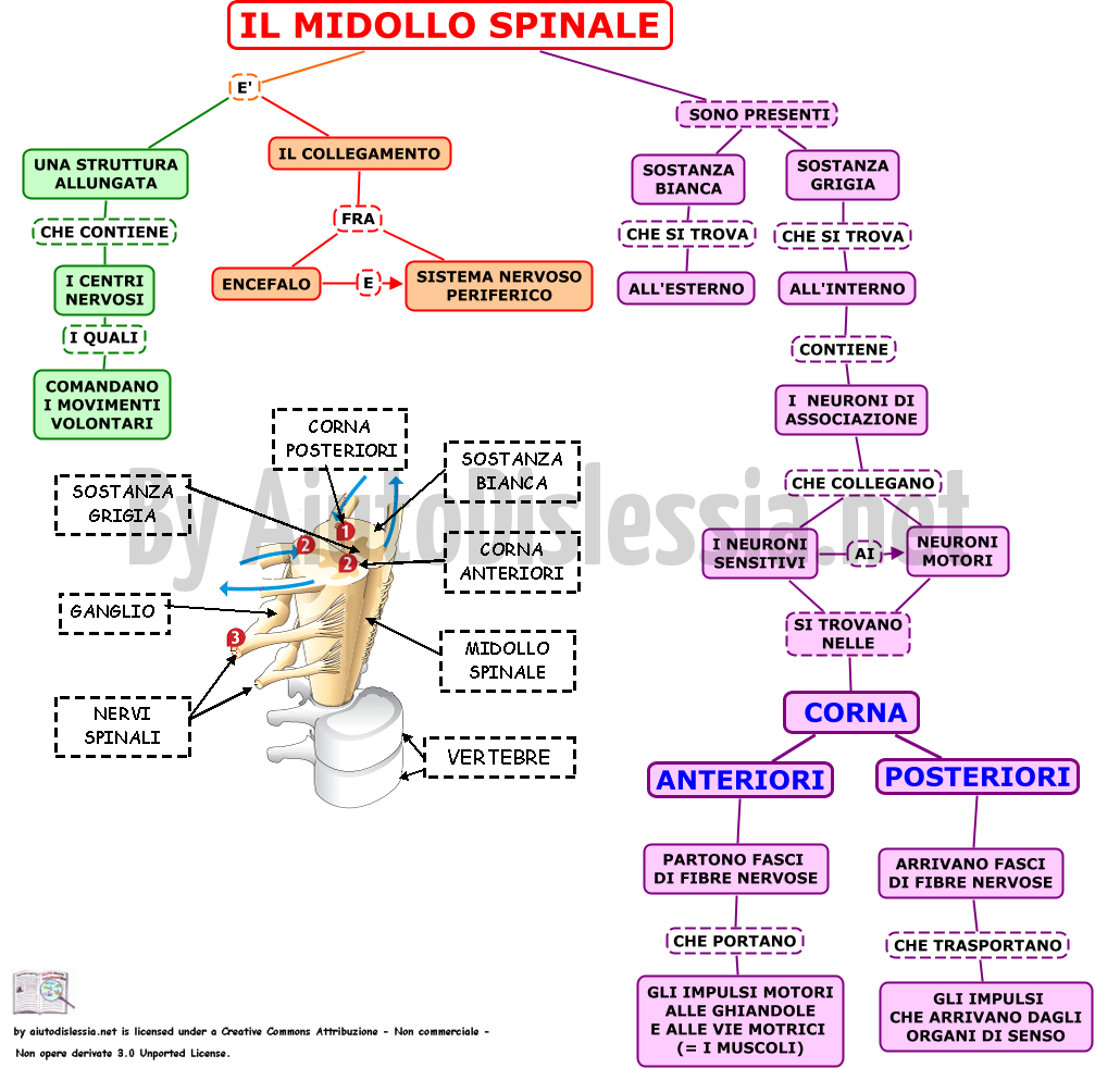 09-il-midollo-spinale-mappa