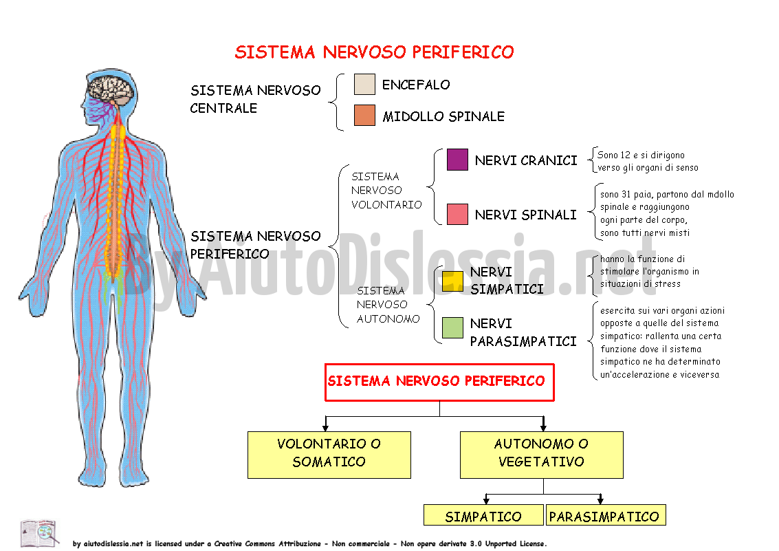 10-sistema-nervoso-periferico