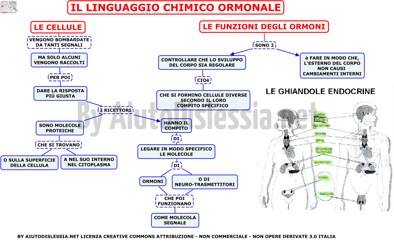 11-il-linguaggio-chimico-ormonale