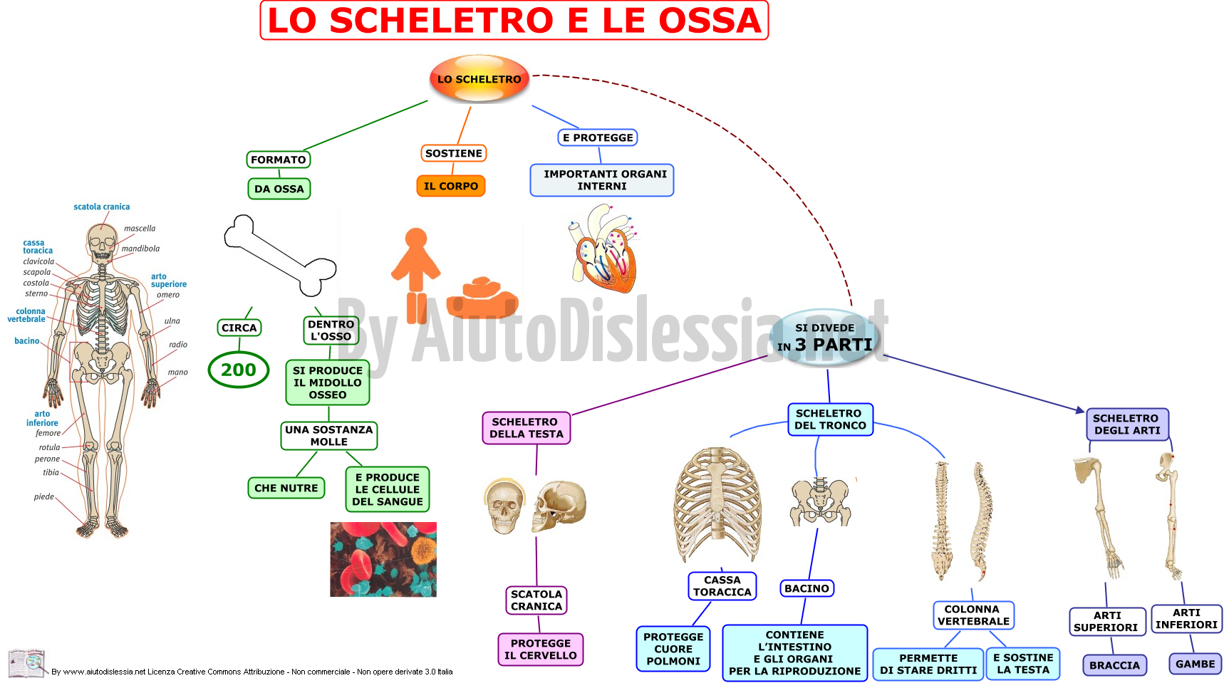 Apparato Scheletrico Sc Elementare Aiutodislessia Net