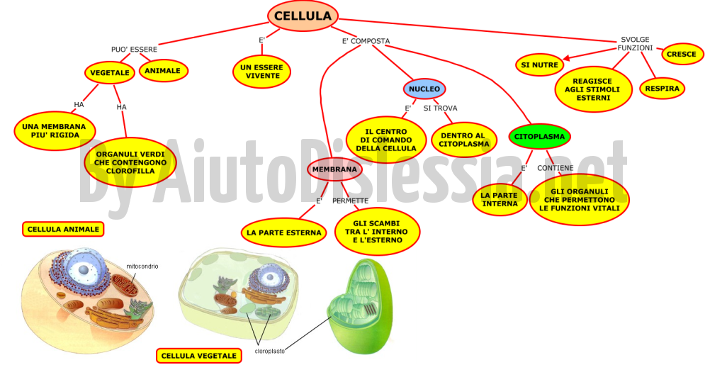 Le Cellule Sc Elementare Aiutodislessia Net