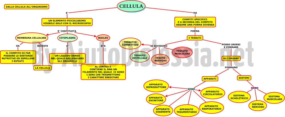 dalla-cellula-allorganismo