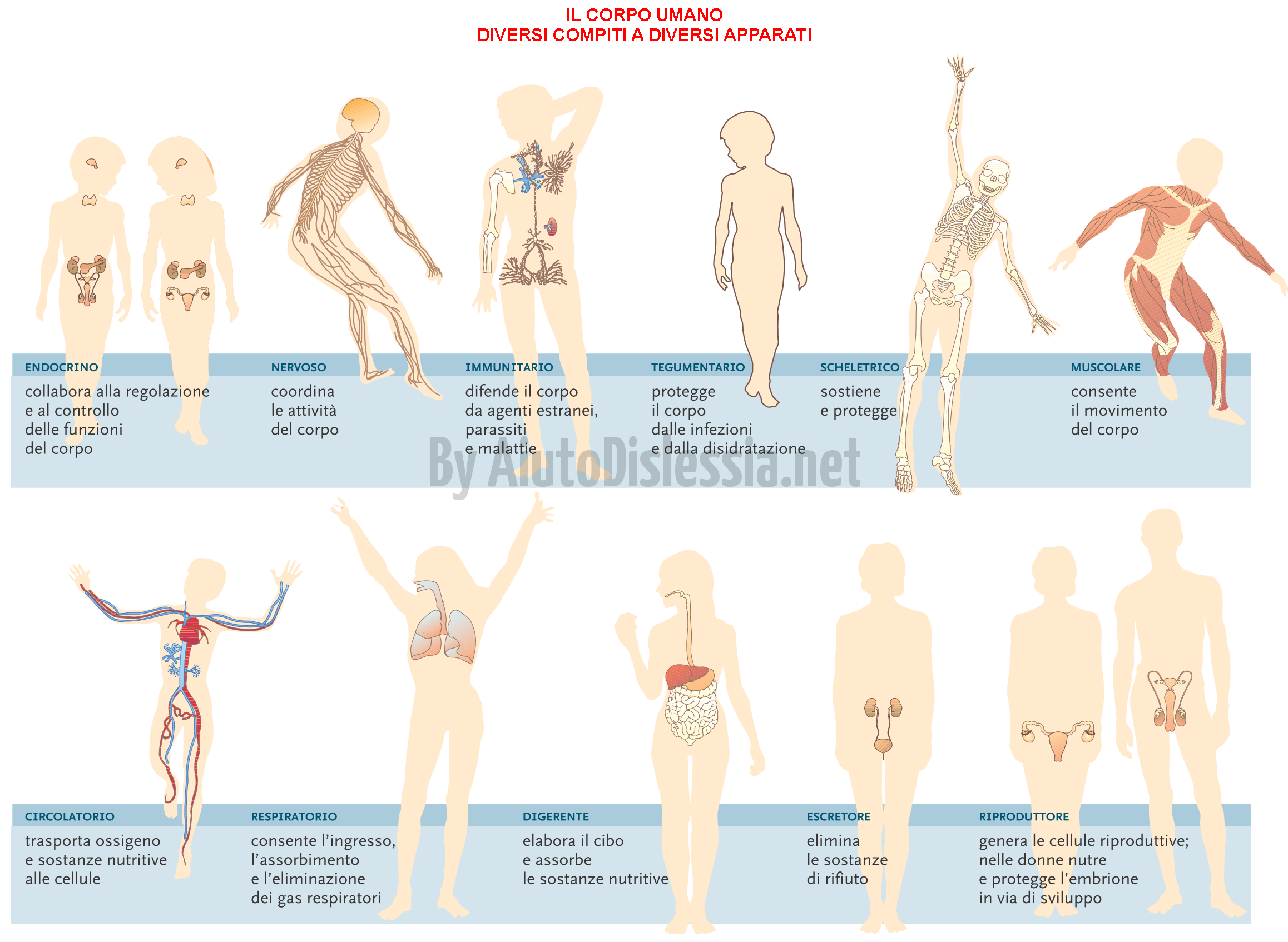 Il Corpo Umano Sc Media Aiutodislessia Net