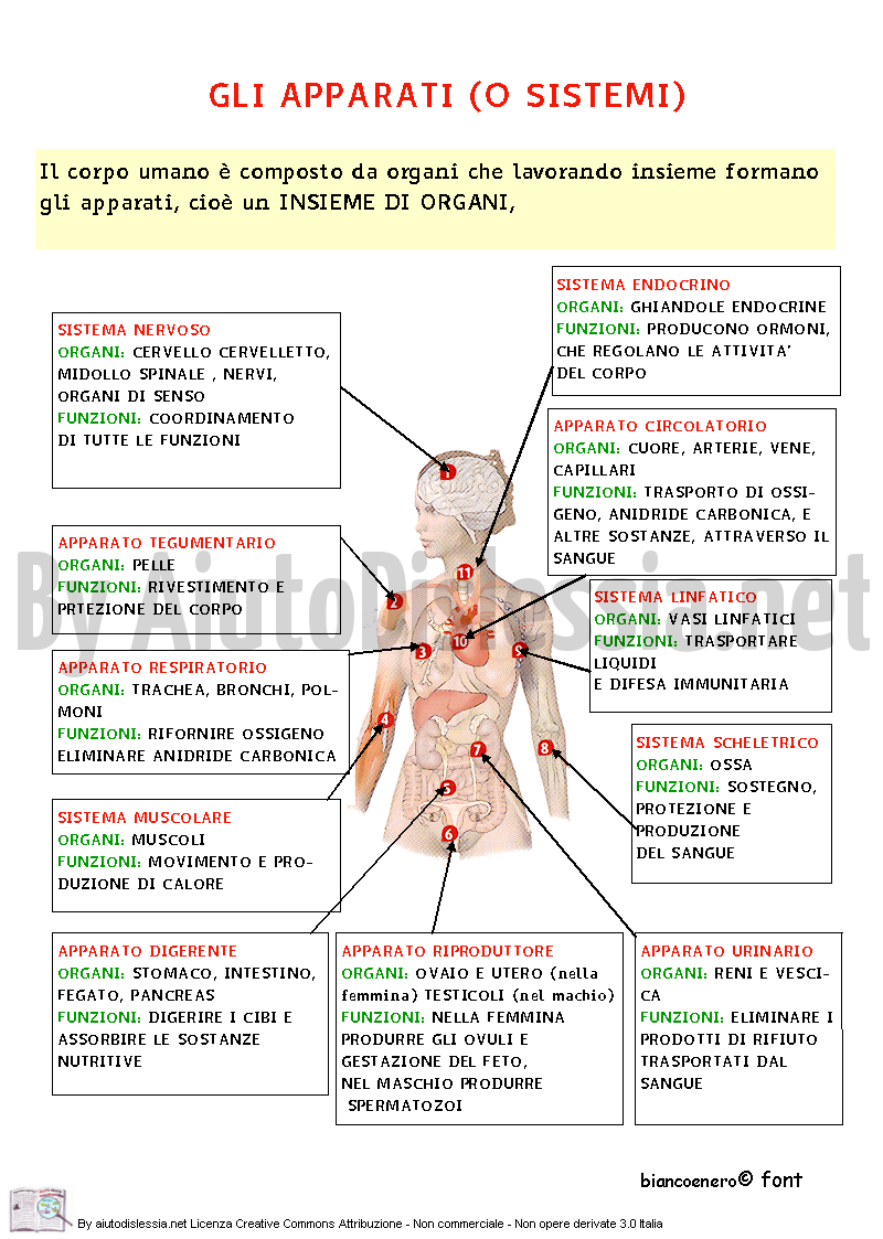 Il Corpo Umano Sc Media Aiutodislessia Net