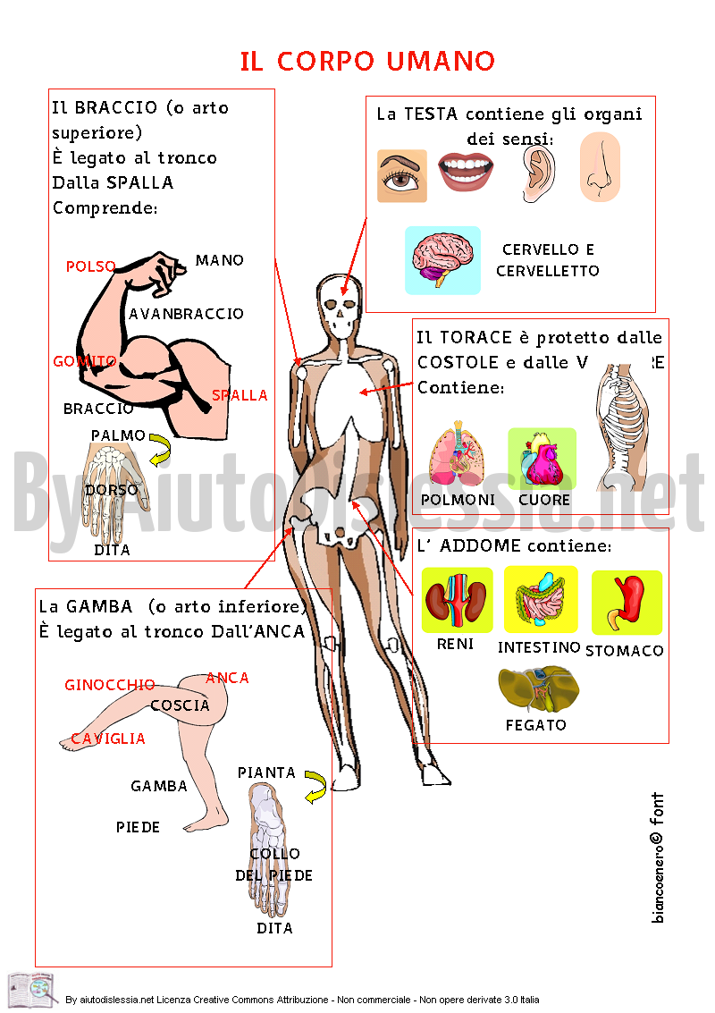 Il Corpo Umano Sc Media Aiutodislessia Net