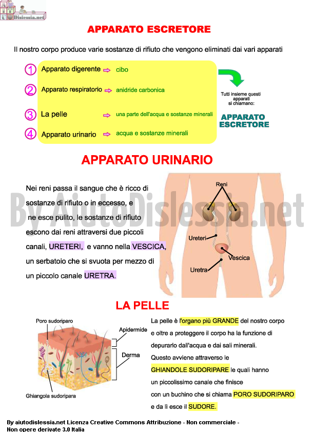 Il Corpo Umano Sc Elementare Aiutodislessia Net