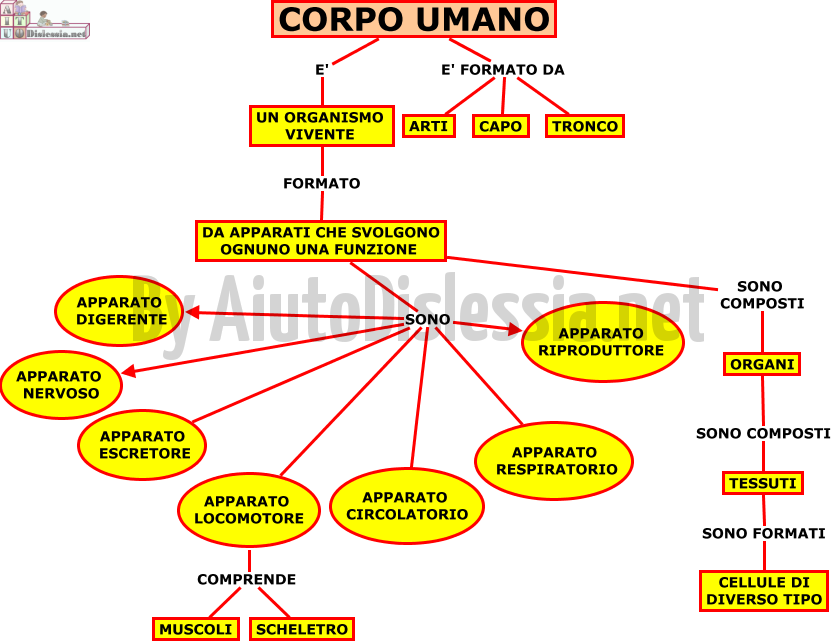 Il Corpo Umano Sc Elementare Aiutodislessia Net