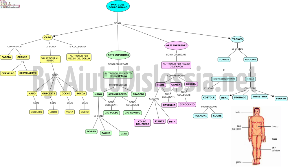 Il Corpo Umano Sc Elementare Aiutodislessia Net