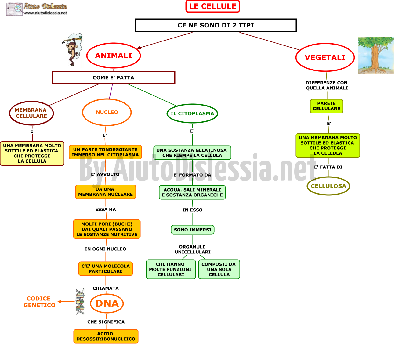 Le Cellule Sc Media Aiutodislessia Net