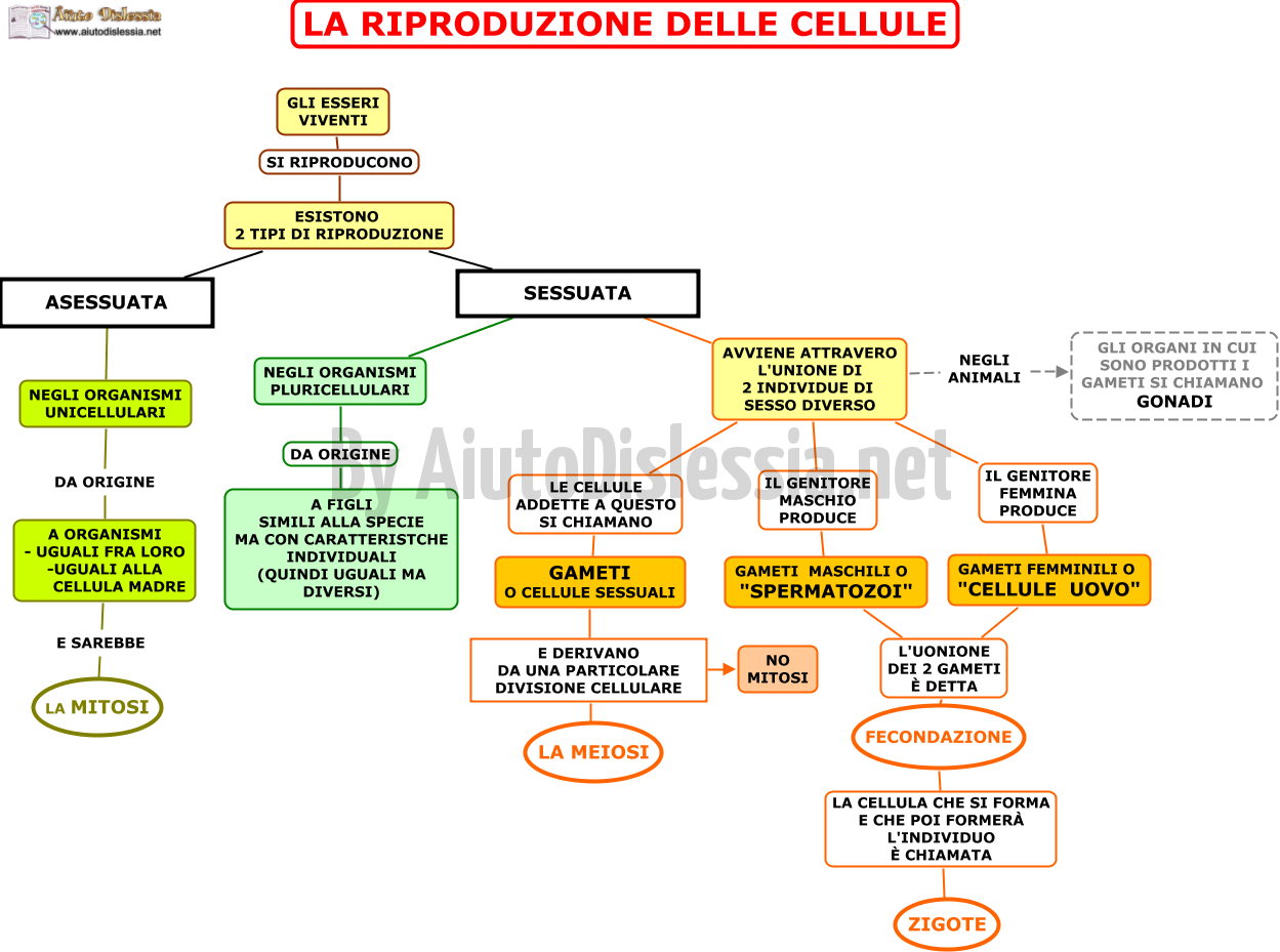 Le Cellule Sc Media Aiutodislessia Net