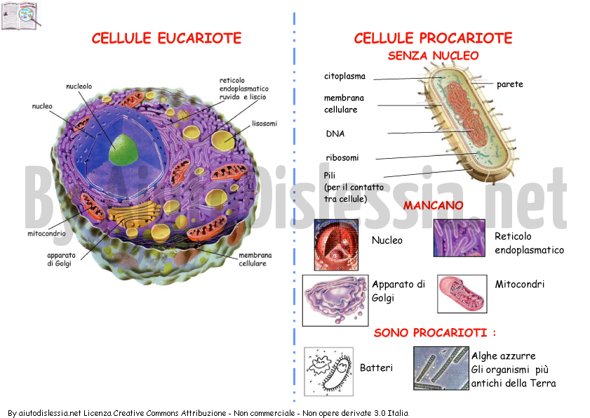 cellula-eucariote-e-procariote