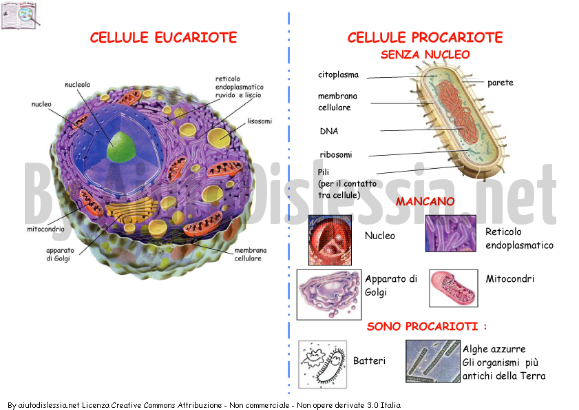 Le Cellule Sc Media Aiutodislessia Net