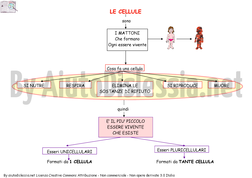 Le Cellule Sc Media Aiutodislessia Net