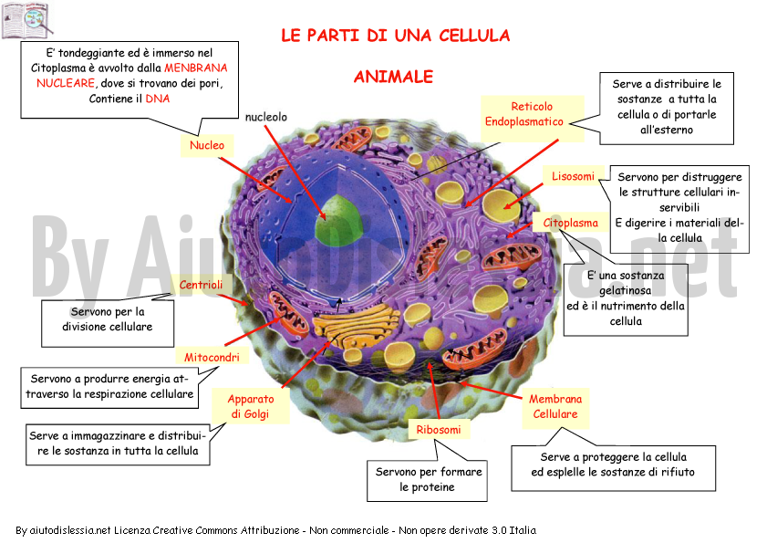 Le Cellule Sc Media Aiutodislessia Net