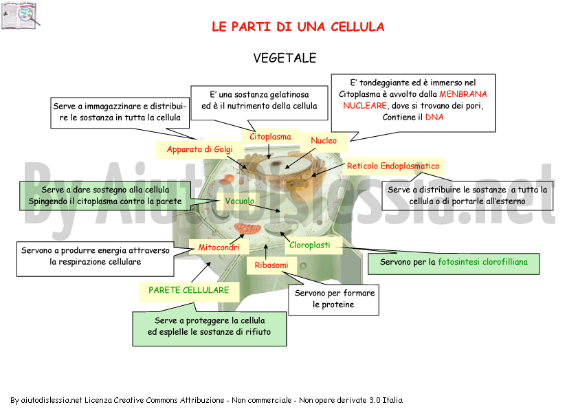 Le Cellule Sc Media Aiutodislessia Net