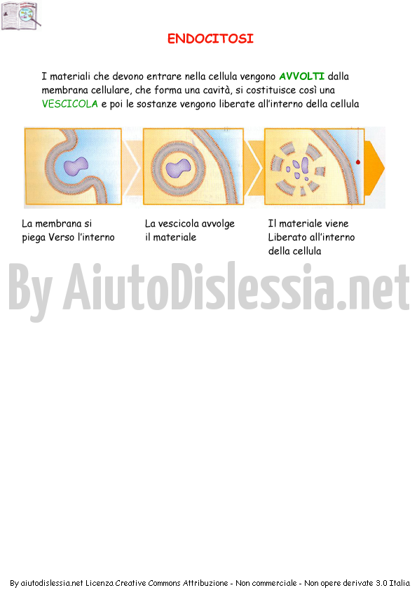 Le Cellule Sc Media Aiutodislessia Net