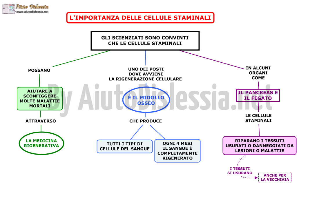 02. L IMPORTANZA DELLE CELLULE STAMINALI