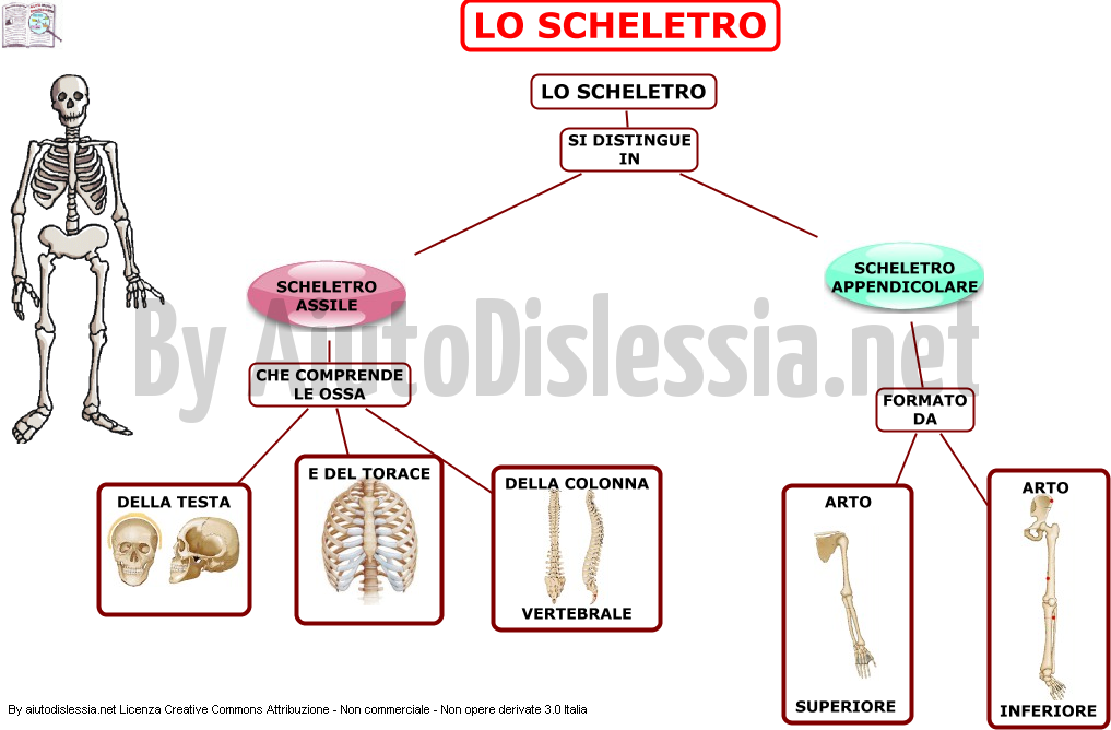 Apparato Scheletrico Aiutodislessia Net