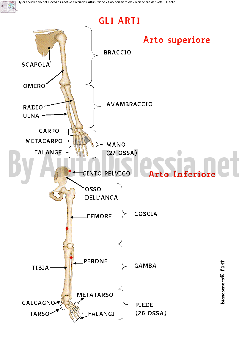 Apparato Scheletrico Aiutodislessia Net