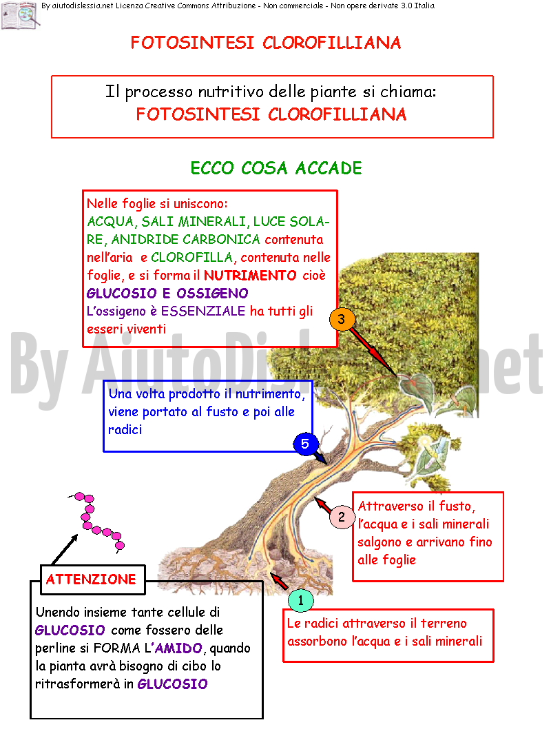 Fotosintesi Clorofilliana Pdf