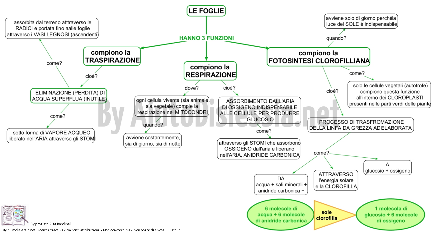 Le Piante Sc Media Aiutodislessia Net