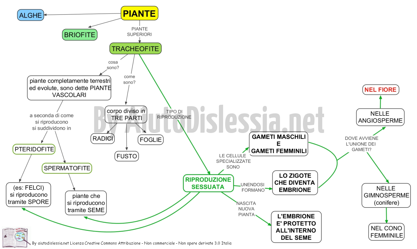 Le Piante Sc Media Aiutodislessia Net