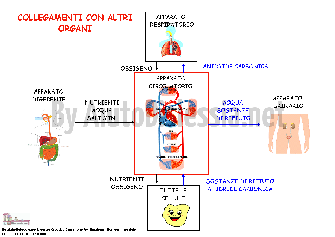 Apparato Circolatorio Sc Elementare Aiutodislessia Net