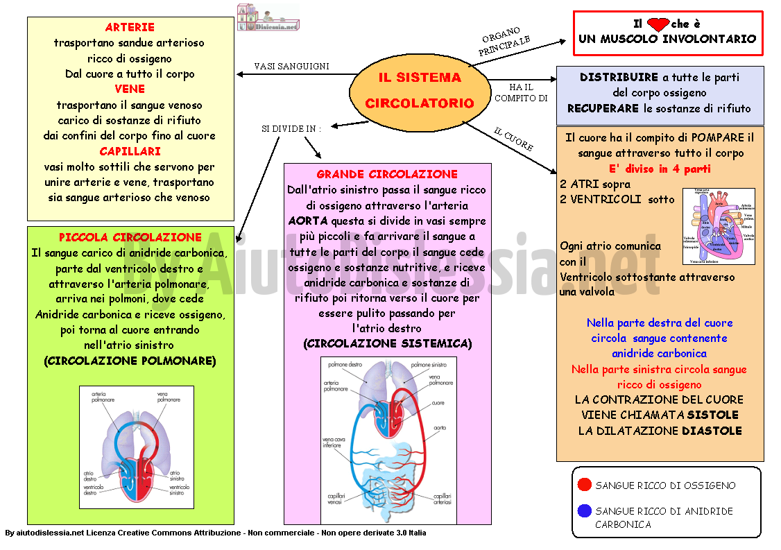 Apparato Circolatorio Sc Elementare Aiutodislessia Net