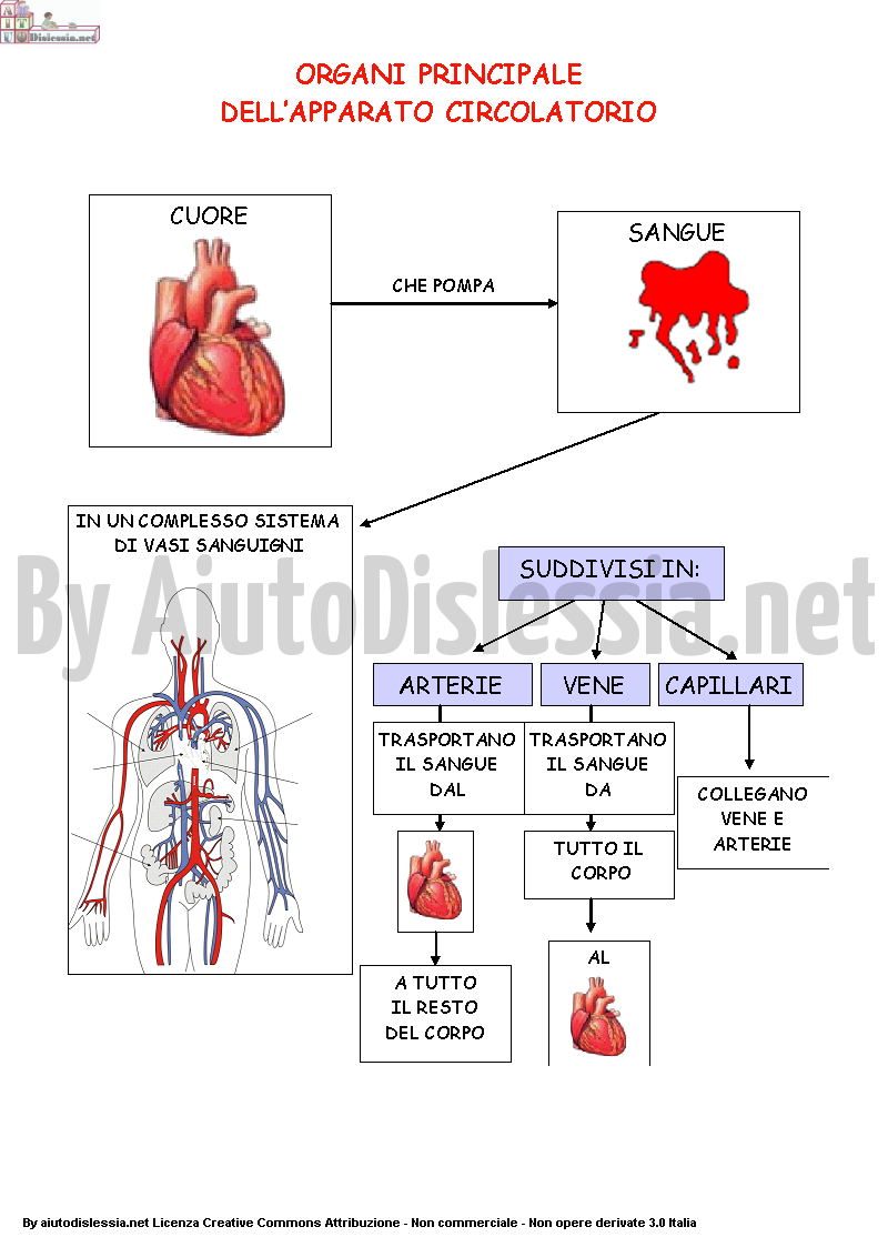 Apparato Circolatorio Sc Elementare Aiutodislessia Net