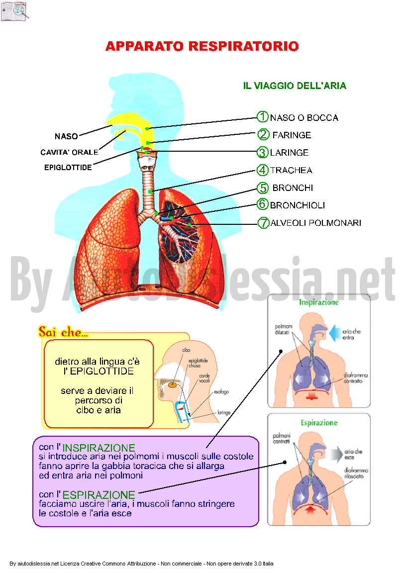 apparato-respiratorio-2