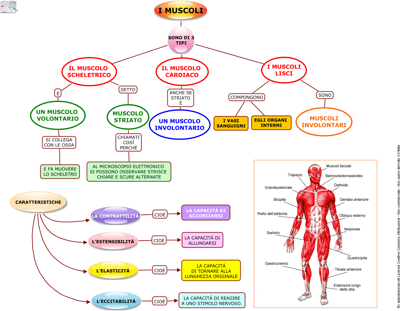 Mappa Concettuale Scienze Motoria I Muscoli 1 Ist Superiore Aiutodislessia Net