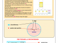 la-circonferenze-e-il-cerchio