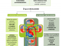02.-LA-CIRCOLAZIONE-DEL-SANGUE